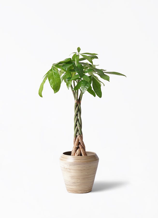 パキラ 6号 | 観葉植物 | 送料無料でお届け - Hitohana（ひとはな）