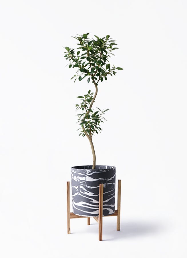 フランスゴムの木 曲がり | 観葉植物通販 Hitohana（ひとはな）