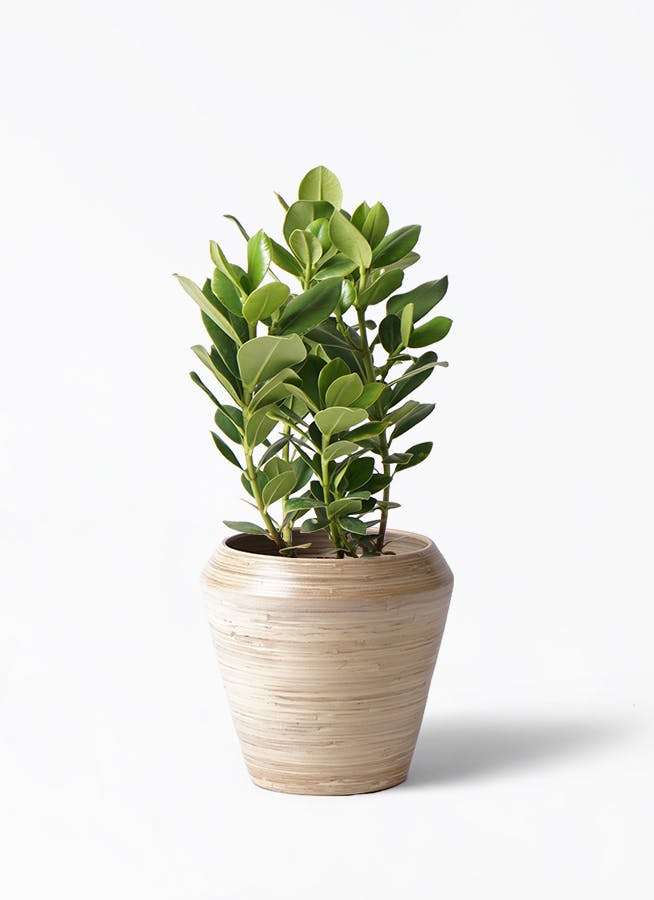 クルシア ロゼア プリンセス 6号 | 観葉植物 | インテリアやギフトに