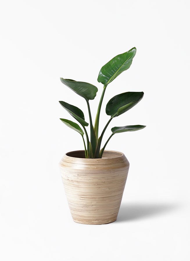 観葉植物 オーガスタ 6号 アルマ ミドル 付き 観葉植物ならhitohana ひとはな 観葉植物 オーガスタ 6号 アルマ ミドル 付き 観葉植物ならhitohana ひとはな