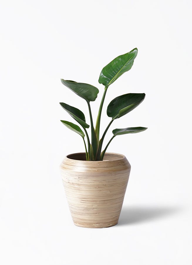 オーガスタ | 観葉植物の通販ならHitoHana（ひとはな）