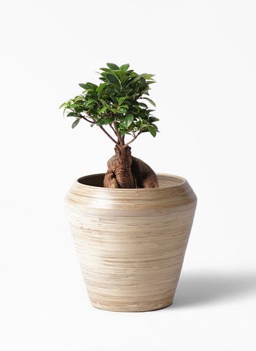 ガジュマル 観葉植物通販hitohana ひとはな ガジュマル 観葉植物通販hitohana ひとはな