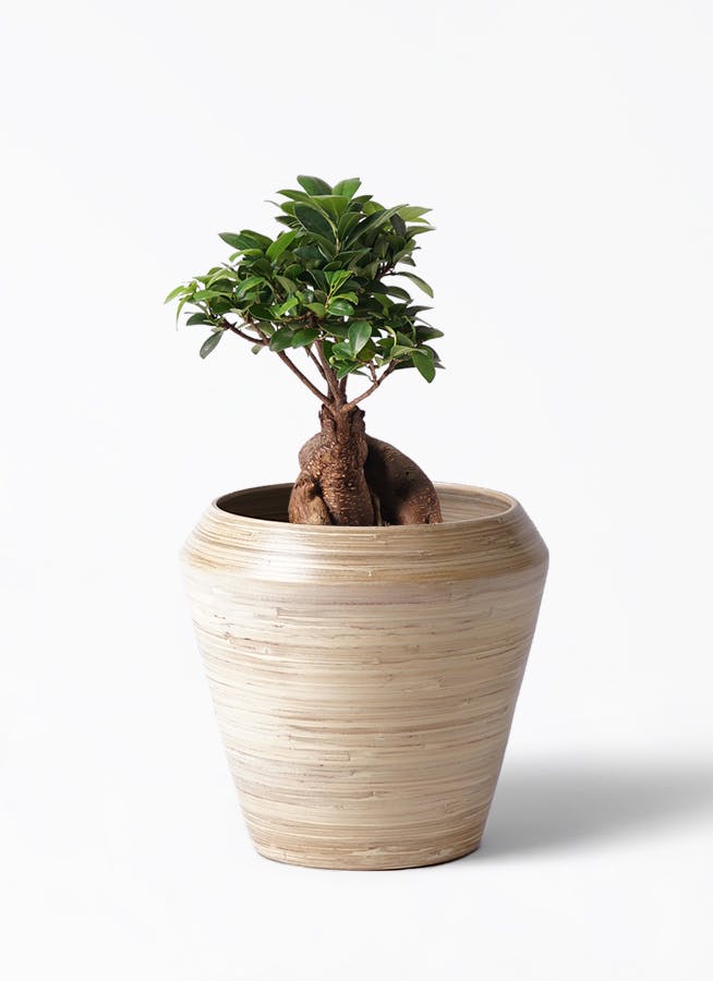 【開運】ガジュマル　6号 楽天市場】ガジュマル 観葉植物 6号鉢苗 幸せを呼ぶ木 大きい