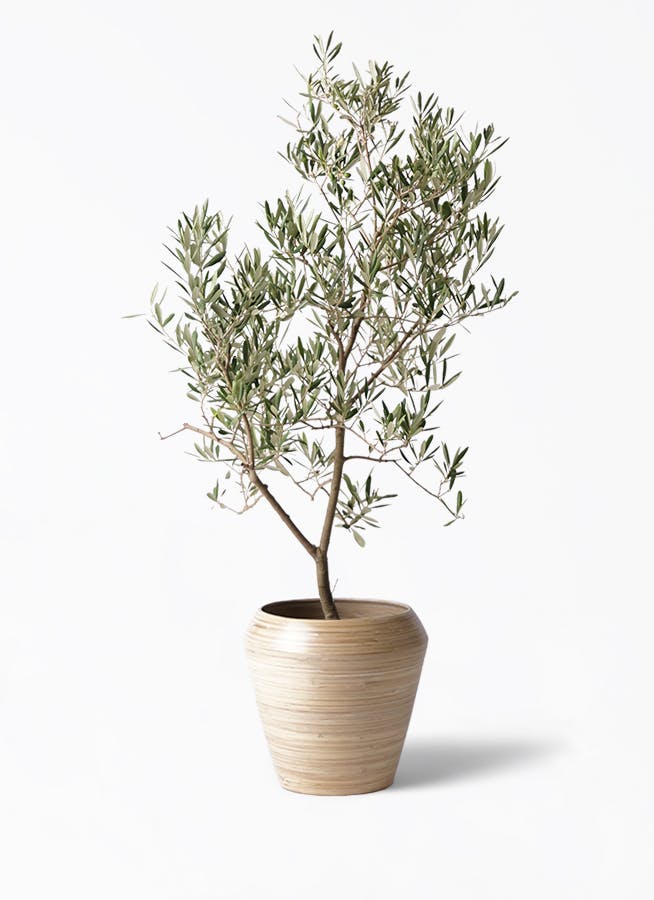 オリーブの木 デルモロッコ | 観葉植物通販HitoHana(ひとはな)