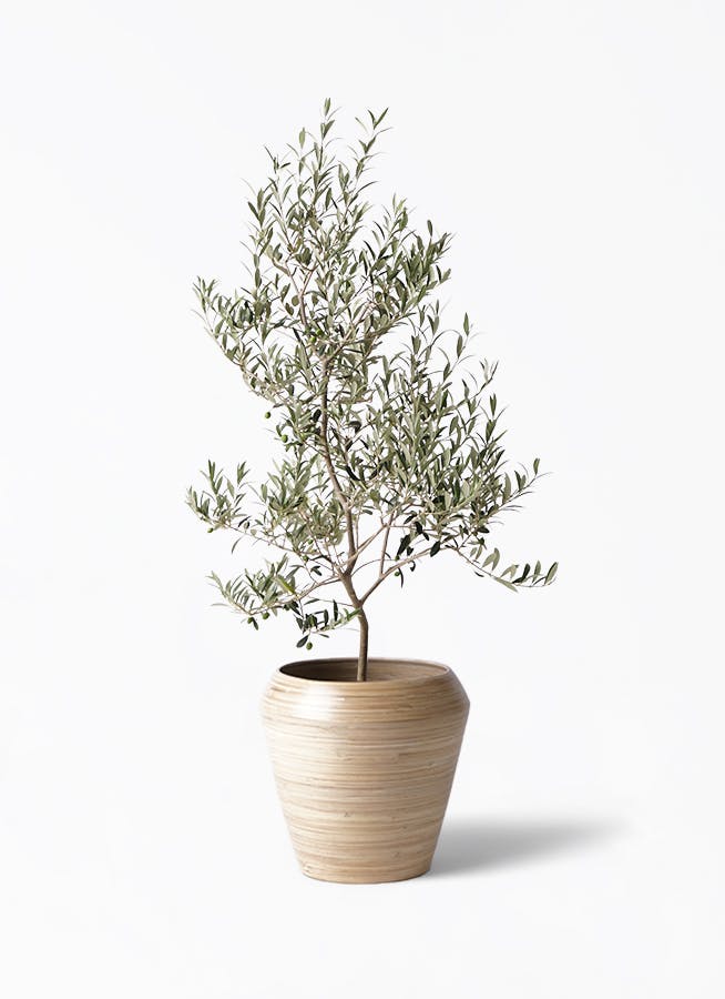 観葉植物 オリーブの木 8号 アルベキーナ アルマ ミドル 付き | 観葉