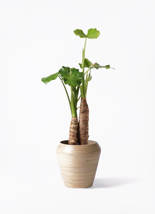 クワズイモ ノーマル | 観葉植物通販HitoHana(ひとはな)