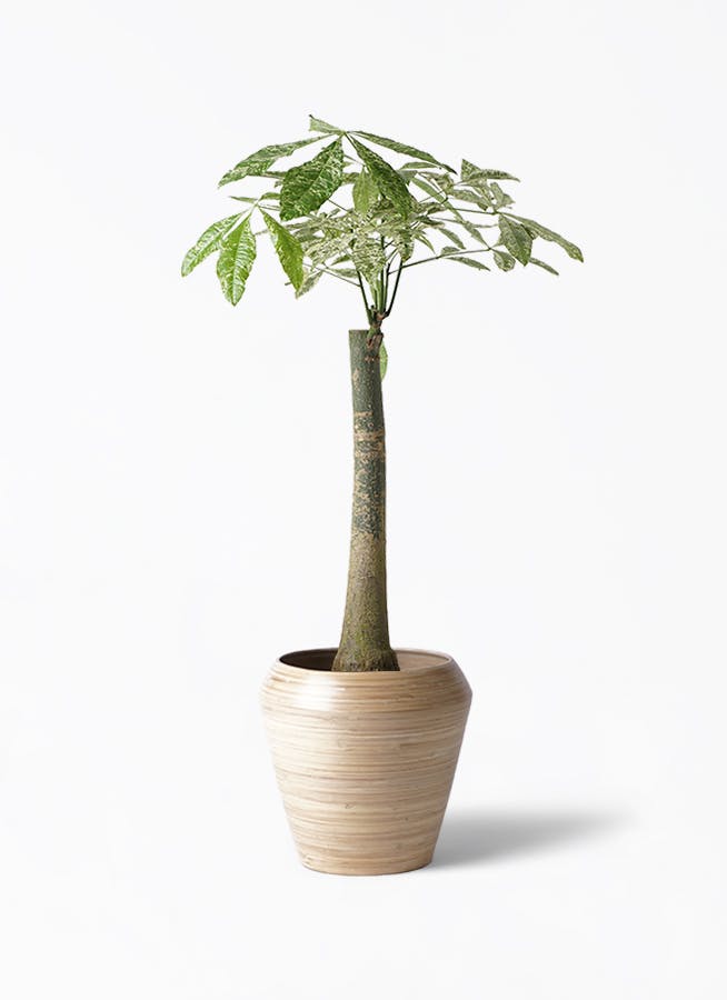 パキラ 8号 朴 斑入り | 観葉植物通販HitoHana(ひとはな)