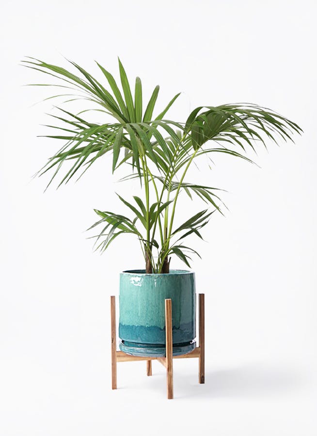 観葉植物 ケンチャヤシ 8号 ビトロ エンデガ ターコイズ ウッドポット 