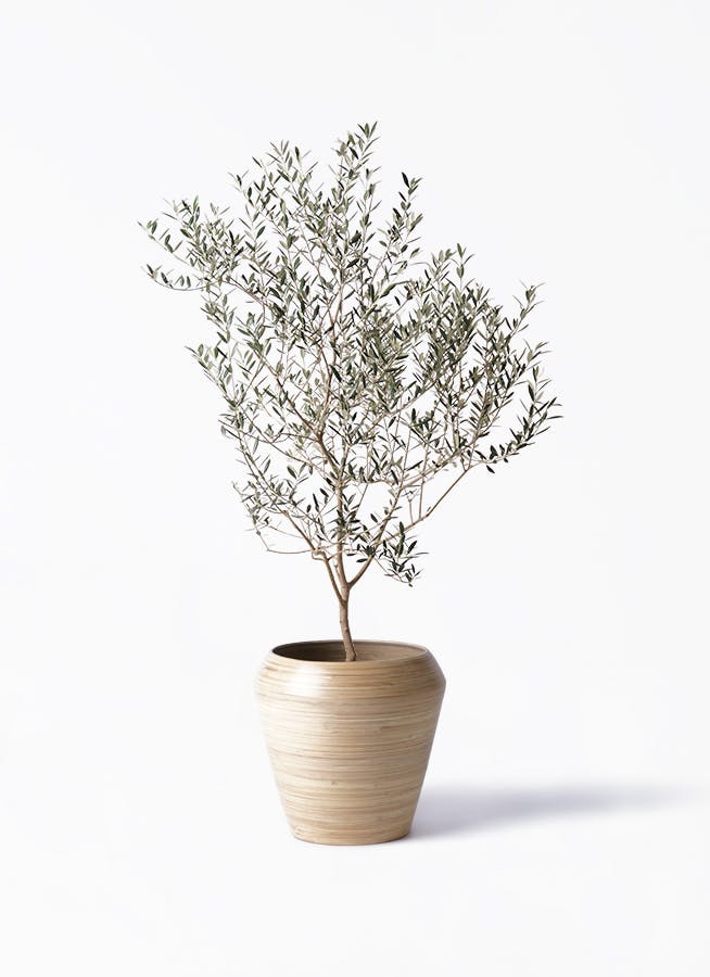 希少 オリーブの木 カヨンヌ