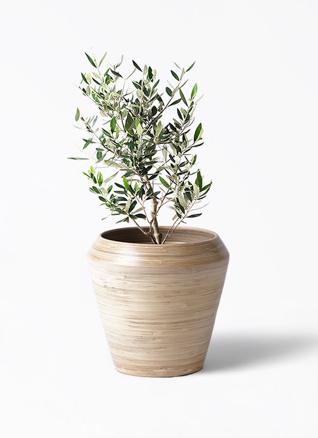 オリーブの木 6号 | 観葉植物 | 送料無料でお届け - Hitohana（ひとはな）