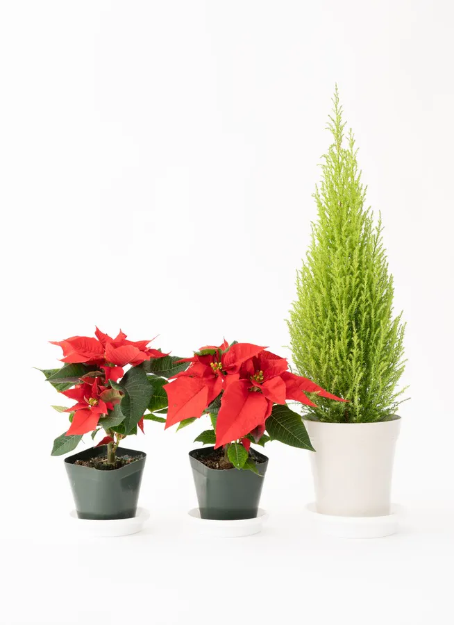 クリスマス鉢物セット ポインセチア 3号 レッド プラスチック鉢 2個とゴールドクレスト 4号 プラスチック鉢 のセット 鉢 花ならhitohana ひとはな