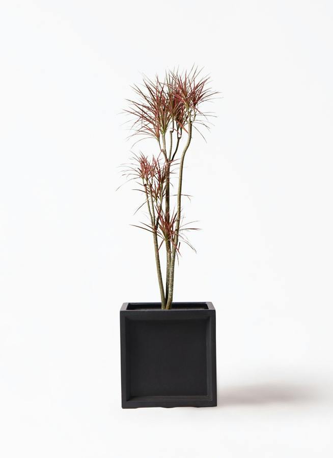 ドラセナ コンシンネ レインボー 8号 | 観葉植物通販HitoHana(ひとはな)