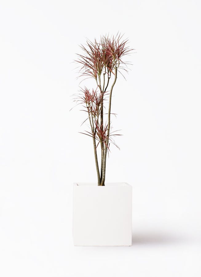 観葉植物ドラセナコンシンネレインボー 観葉植物 ドラセナ コンシンネ レインボー 10号 ストレート 竹