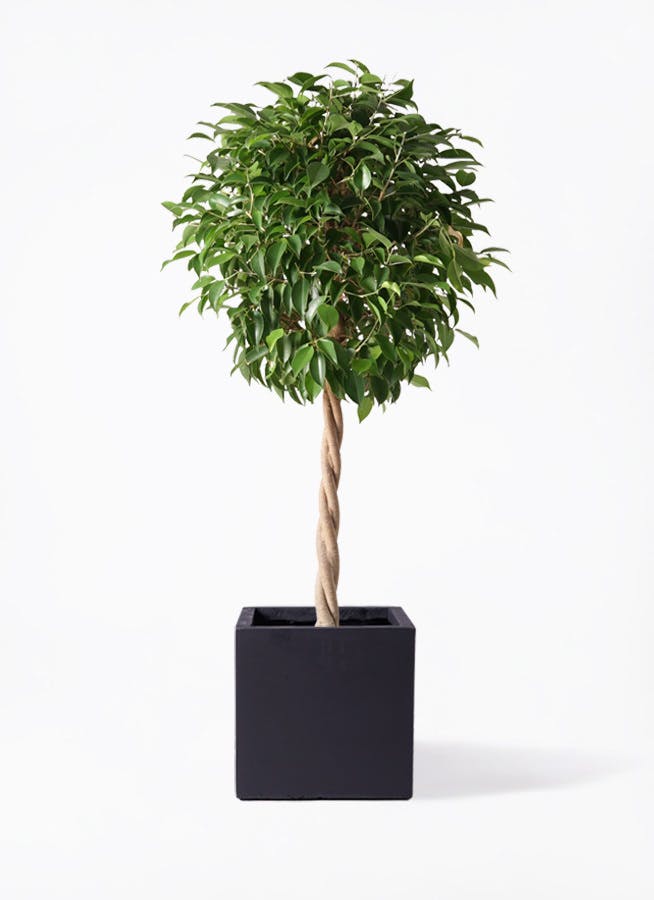 観葉植物 フィカス ベンジャミン 8号 玉造りベータ キューブプランター 黒 付き 観葉植物ならhitohana ひとはな 観葉植物 フィカス ベンジャミン 8号 玉造りベータ キューブプランター 黒 付き 観葉植物ならhitohana ひとはな