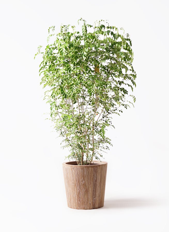 棕櫚竹　シュロチク　165cm  10号鉢　観葉植物　グリーンインテリア