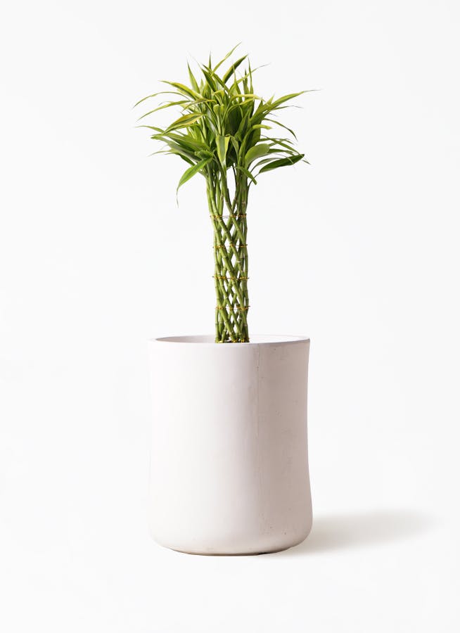 観葉植物 ドラセナ ミリオンバンブー（幸運の竹） 7号 バスク ミドル ホワイト 付き