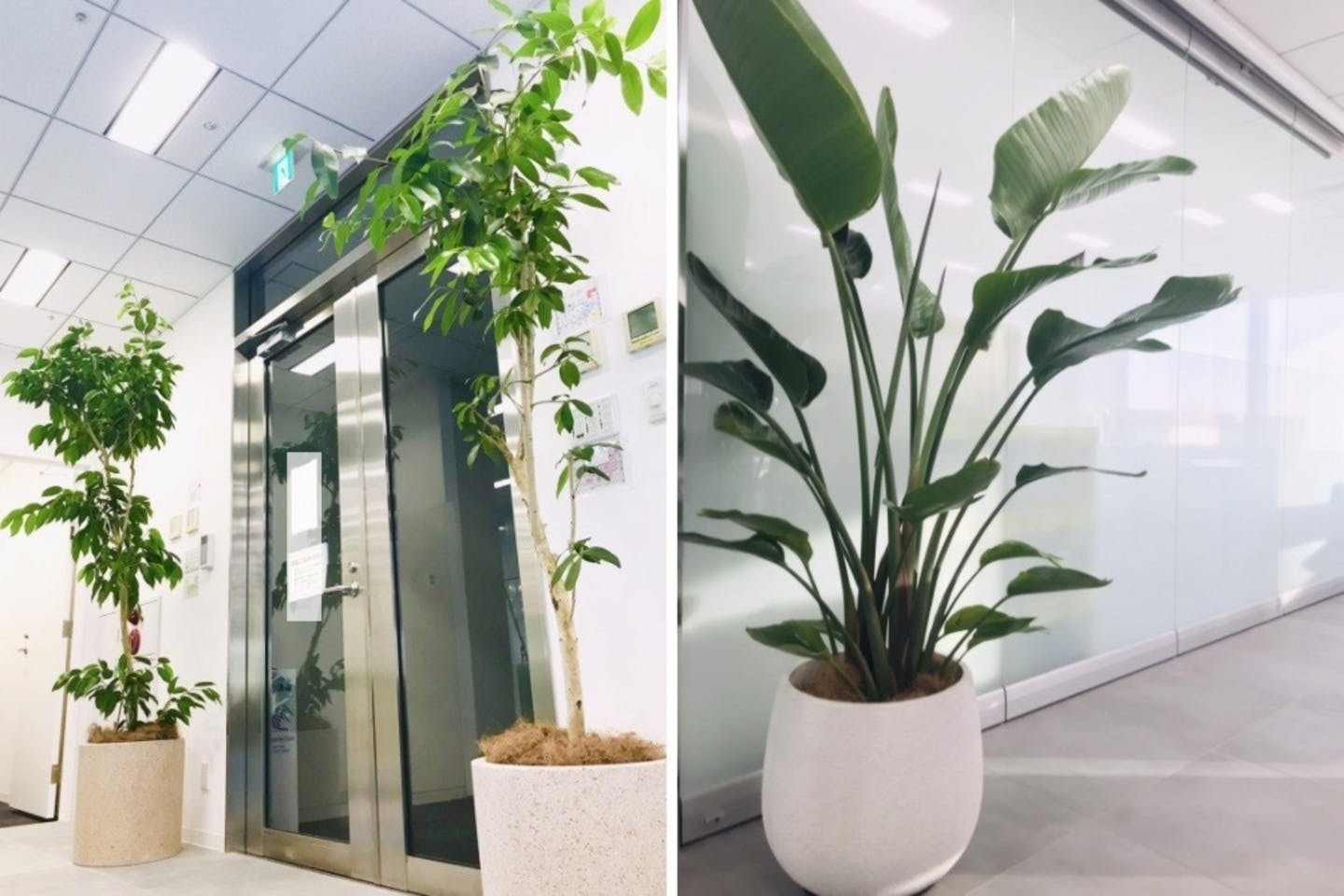 オフィス向け観葉植物レンタル Hitohana ひとはな オフィス向け観葉植物レンタル Hitohana ひとはな