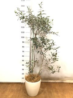 観葉植物 オリーブの木【133cm】オリーブの木 9号 創樹 ピクアル プラスチック鉢#61969 | 観葉植物ならHitoHana(ひとはな)