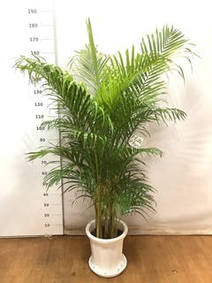 観葉植物 アレカヤシ 10号 ラスターポット 付き | 観葉植物ならHitoHana(ひとはな)