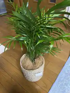 観葉植物 テーブルヤシ 4号 インナ 15 G 付き | 観葉植物ならHitoHana