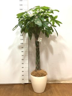 観葉植物 パキラ 10号 ねじり ラスターポット 付き | 観葉植物なら