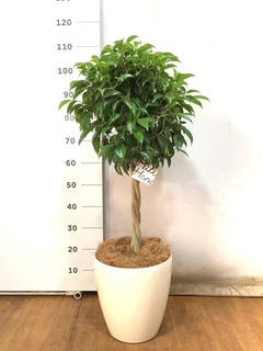 観葉植物 フィカス ベンジャミン 8号 玉造りラスターポット 付き