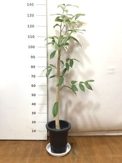 アマゾンオリーブ (ムラサキフトモモ) | 観葉植物通販HitoHana(ひとはな)