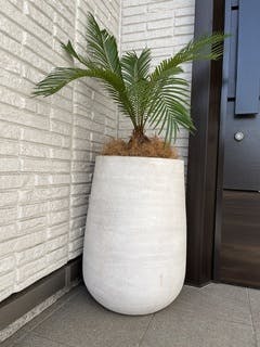 ソテツ 10号 | 観葉植物 | インテリアやギフトに - Hitohana（ひとはな）