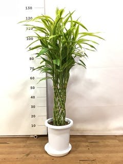 バンブー竹 Amazon｜フラワーコーポレーション ミリオンバンブー 万年竹 観葉植物