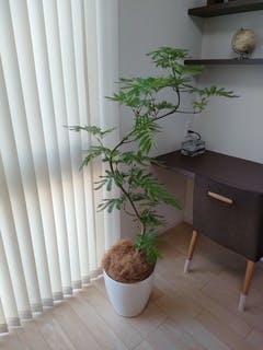 観葉植物 エバーフレッシュ 8号 曲り ラスターポット 付き | 観葉植物