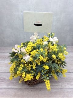 ミモザのアレンジメント | HitoHana（ひとはな）