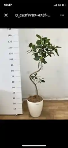 観葉植物 フランスゴムの木 【120cm】 8号 ユキ #72135 | 観葉植物なら