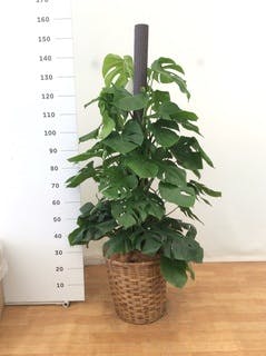 観葉植物 モンステラ 10号 ヘゴ柱 ウッドプランター シリンダー 付き | 観葉植物ならHitoHana(ひとはな)