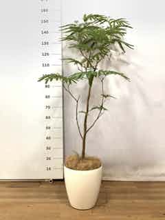 観葉植物 エバーフレッシュ 8号 ボサ造り プラスチック鉢 | 観葉