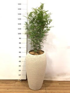 シマトリネコ　170前後 観葉植物 シマトネリコ 8号 ベータ キューブプランター ウッド 茶 付き