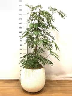 観葉植物 エバーフレッシュ【225cm】10号 プラスチック鉢 #70005 ※1都3