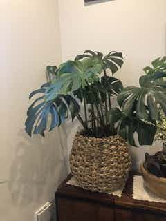 鉢カバー・LushBasket（ラッシュバスケット） | 通販サイトHitoHana