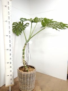 観葉植物 モンステラ【160cm】10号 幹立ち プラスチック鉢 #69645 ※1都