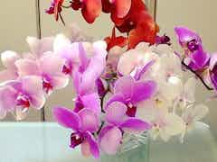 ミディ胡蝶蘭 ミックス 8本立ち | 胡蝶蘭ならHitoHana(ひとはな)