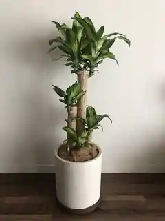 観葉植物 ドラセナ 幸福の木 8号 ノーマル セドナロング 墨 付き