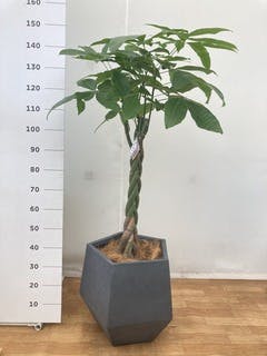 観葉植物 パキラ 10号 ねじり サンディ シリンダー 白 付き | 観葉植物 ...