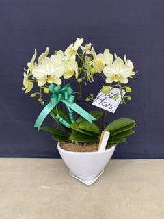 シェアオーキッド シェアできる胡蝶蘭 ミディ胡蝶蘭 黄色　イエロー 胡蝶蘭 7本立ち（7株） ミディコチョウラン シェアオーキッド MIX寄せ 8号7株 フラワーギフト