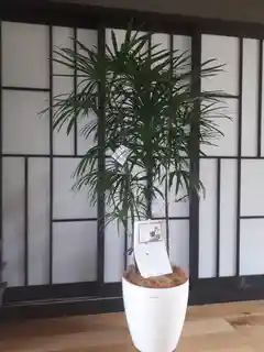 観葉植物 シュロチク（棕櫚竹） 10号 ファイバークレイGray 付き