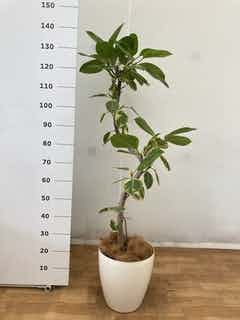 観葉植物 フィカス アルテシーマ 8号 曲り ラスターポット 付き | 観葉