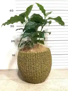 観葉植物 コーヒーの木 4号 プラスチック鉢 | 観葉植物ならHitoHana