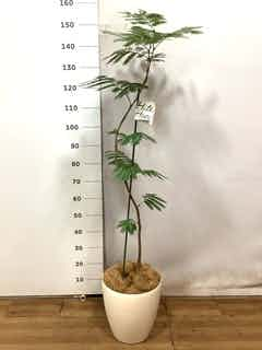 観葉植物 エバーフレッシュ 8号 曲り ラスターポット 付き | 観葉植物 ...