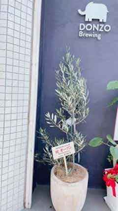 観葉植物 オリーブ 8号 チプレッシーノ ファイバークレイ Gray 付き