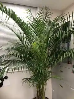 観葉植物 アレカヤシ 10号 プラスチック鉢 | 観葉植物ならHitoHana