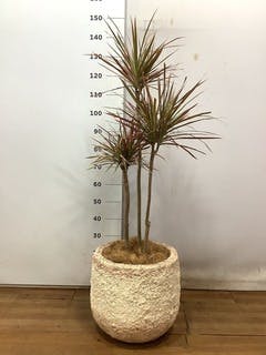 ドラセナ コンシンネ スカーレットアイビス 1点もの | 観葉植物通販