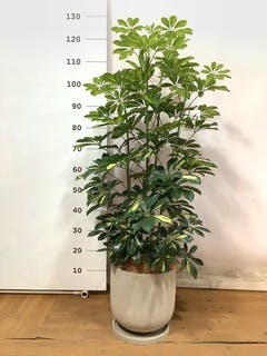 観葉植物 シェフレラ【145cm】 13号 プラスチック鉢 #70763 ※1都3県